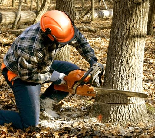 Tree Removal in Atlanta, TX